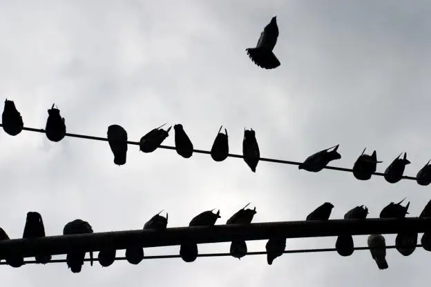 59th Street Pigeons from trevorlittle via Flickr